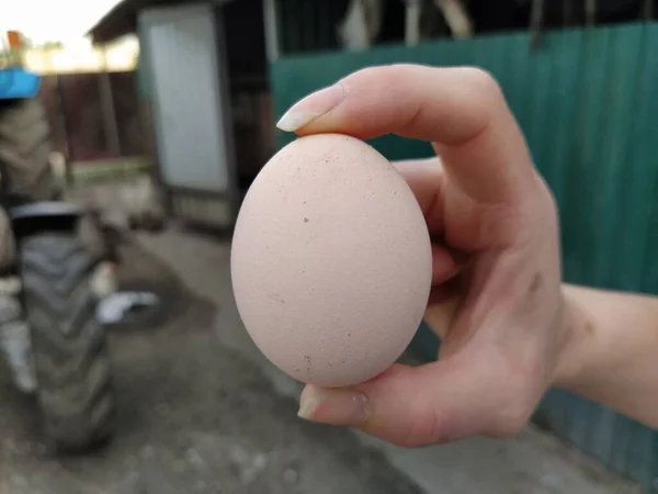 Mano Mujer Sosteniendo Huevo Gallina Fresco Cerca — Foto de Stock