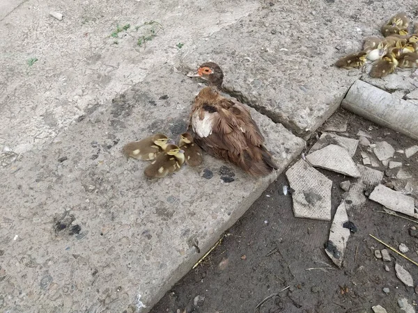 Pato Adulto Sienta Con Patitos — Foto de Stock