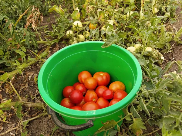 Seau Aux Tomates Rouges Sur Fond Tomate — Photo