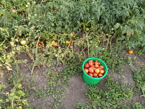 Wiadro Czerwonymi Pomidorami Tle Krzewów Pomidora — Zdjęcie stockowe