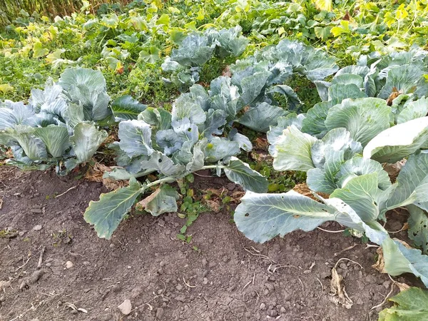 Cabbage growing in the garden