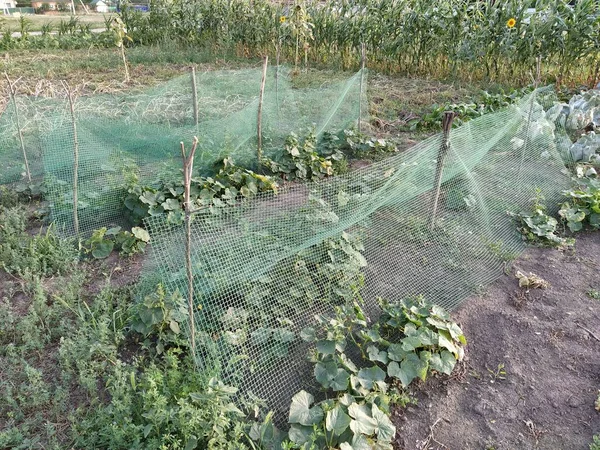 有南瓜架的蔬菜园 — 图库照片
