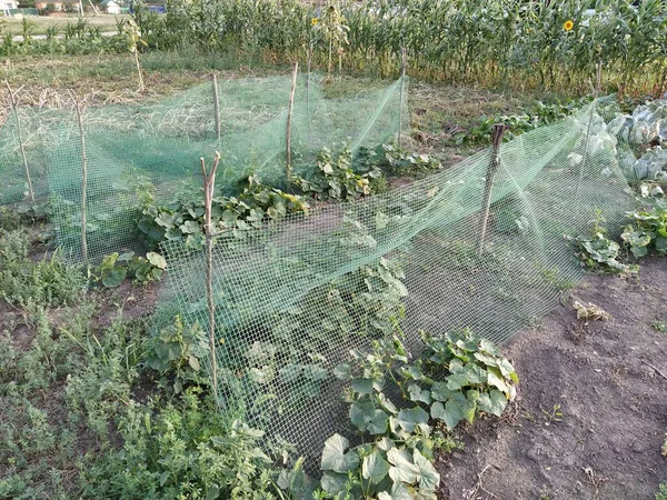 Potager Avec Stands Citrouille — Photo