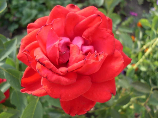 Rote Rosenblüten Einem Garten — Stockfoto