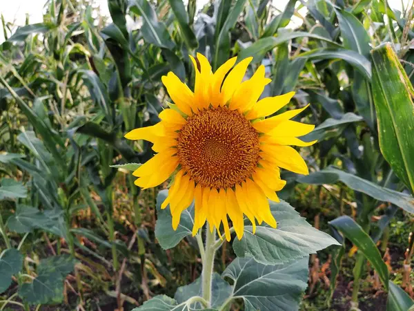 Соняшник Кукурудзяному Полі — стокове фото