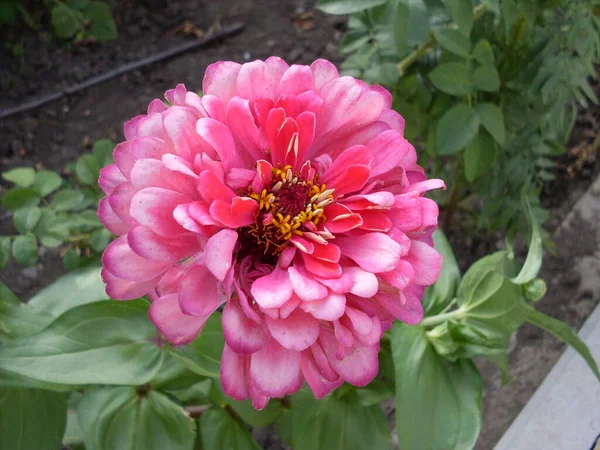 Piękne Kwiaty Zinnia Elegans Ogrodzie — Zdjęcie stockowe