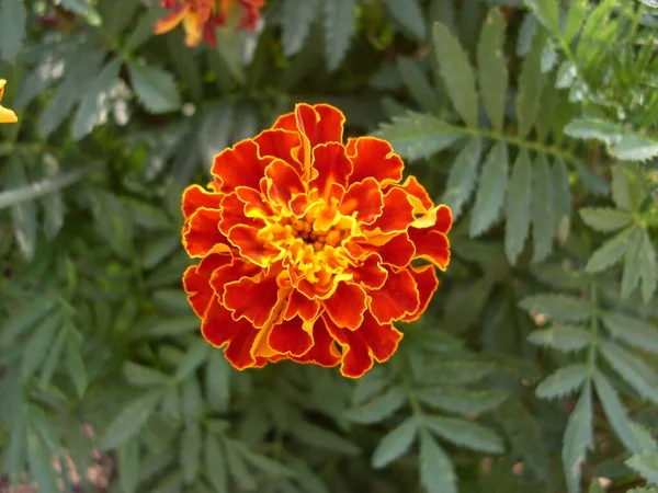 Beautiful Marigolds Flowers Garden Macro — Stock Photo, Image