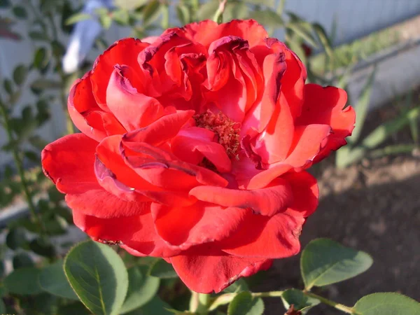 Rote Rosenblüten Einem Garten — Stockfoto