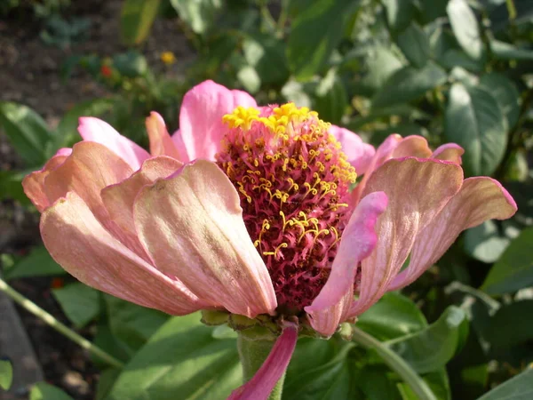 Piękne Kwiaty Zinnia Elegans Ogrodzie — Zdjęcie stockowe