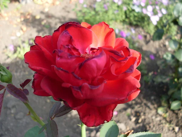 Fleurs Roses Rouges Dans Jardin — Photo