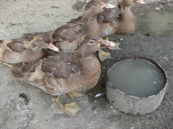 Les Canards Domestiques Boivent Eau Ferme — Photo