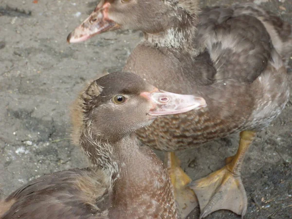 Domestic Duck Farm Photo Close — Stock Photo, Image