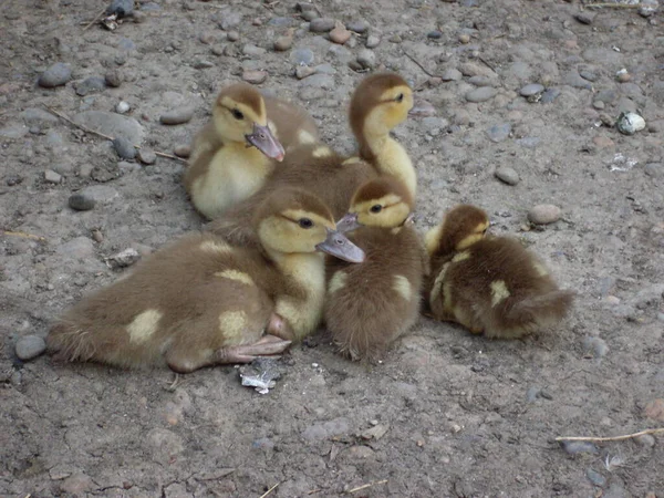 Little Ducklings Sit Group Yard — Stock Photo, Image