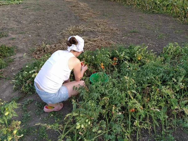 Vrouw Een Zakdoek Die Tomaten Plukt Emmer — Stockfoto
