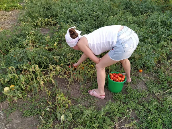 Vrouw Een Zakdoek Die Tomaten Emmer Plukt — Stockfoto