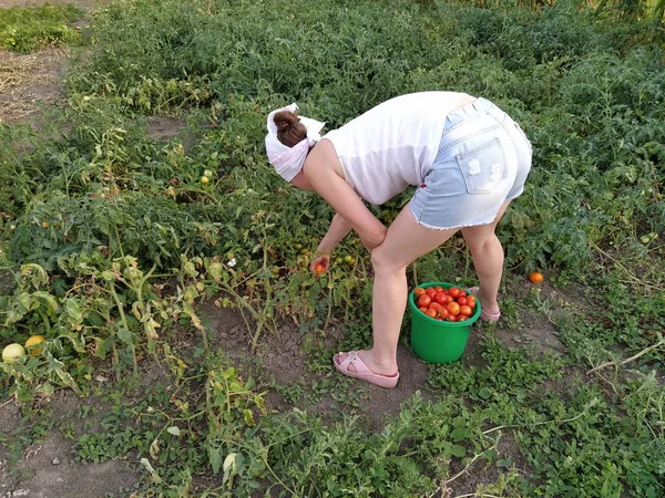 Vrouw Een Zakdoek Die Tomaten Emmer Plukt — Stockfoto