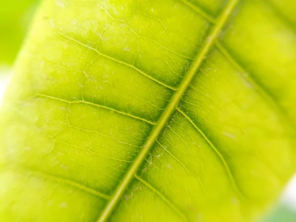 Folha Planta Verde Perto Macro — Fotografia de Stock