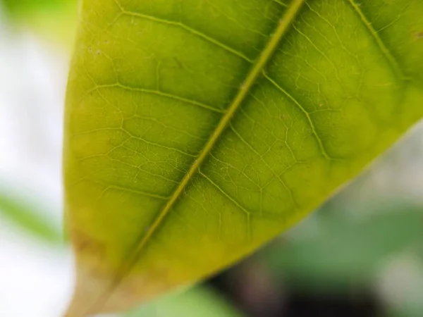Yeşil Bitki Yaprağı Makroyu Kapat — Stok fotoğraf