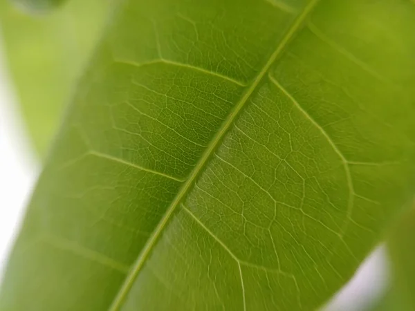 Yeşil Bitki Yaprağı Makroyu Kapat — Stok fotoğraf