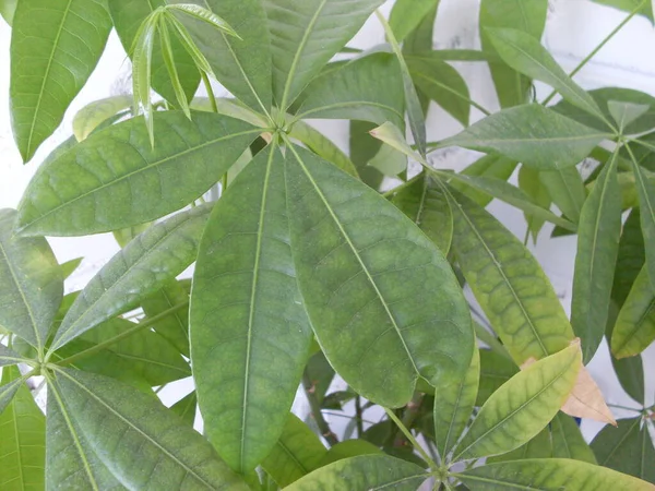 Křovinaté Listy Zelené Domácí Rostliny — Stock fotografie