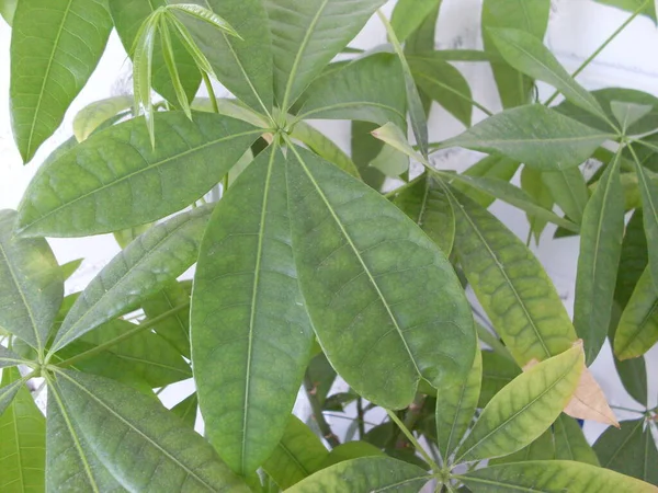 Hojas Frondosas Planta Casera Verde —  Fotos de Stock