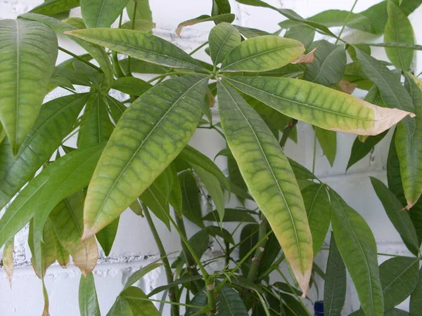 Hojas Frondosas Planta Casera Verde —  Fotos de Stock