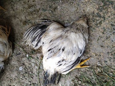 Dead chicken in the yard clipart