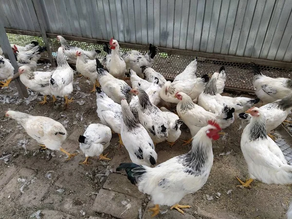 Veel Witte Kippen Tijdens Het Eten — Stockfoto