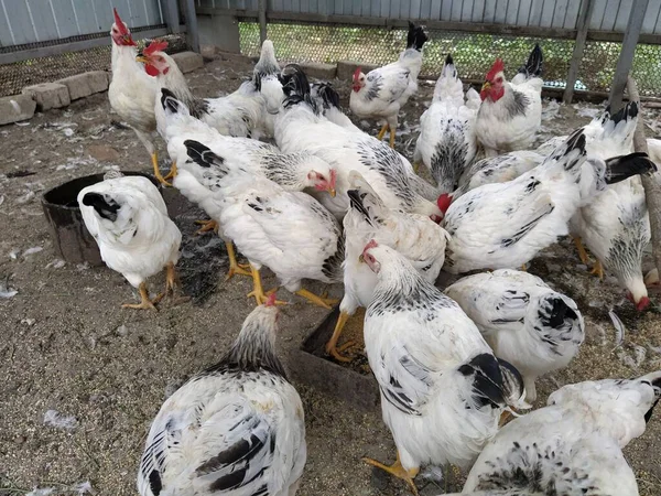 Muchos Pollos Blancos Mientras Comen — Foto de Stock