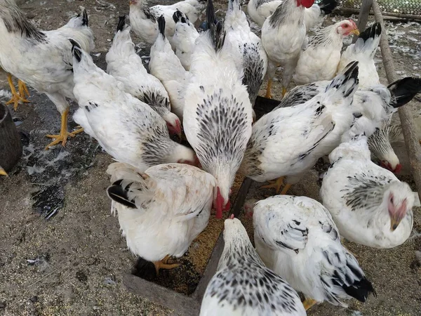 Många Vita Kycklingar När Äter — Stockfoto