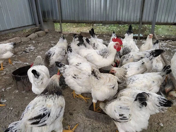 Lot of white chickens while eating