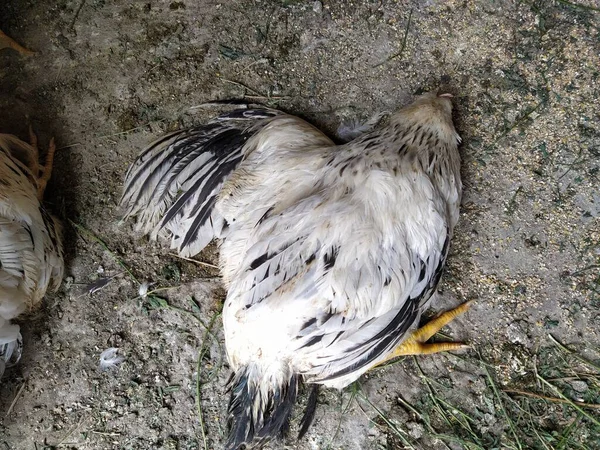 Bahçede ölü bir tavuk.