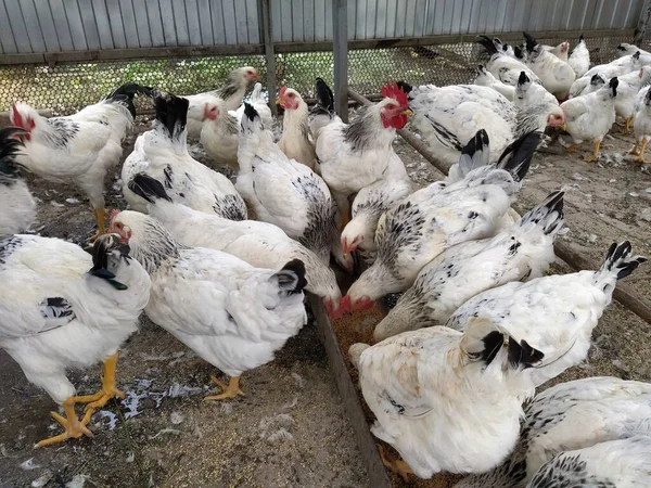 Veel Witte Kippen Tijdens Het Eten — Stockfoto