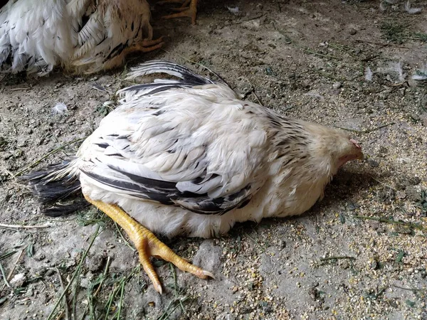 Bahçede ölü bir tavuk.