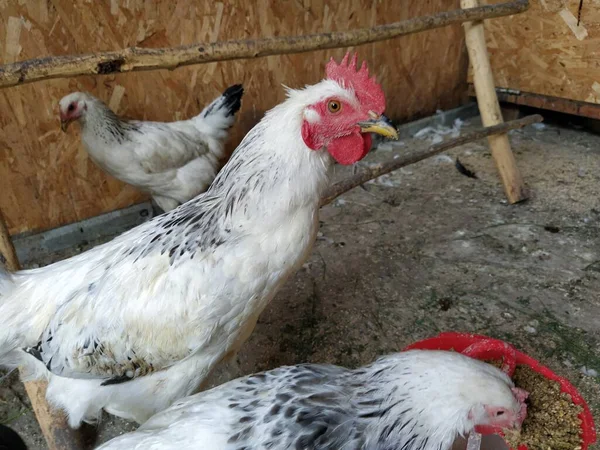 Genç horoz ve tavuk kümeste