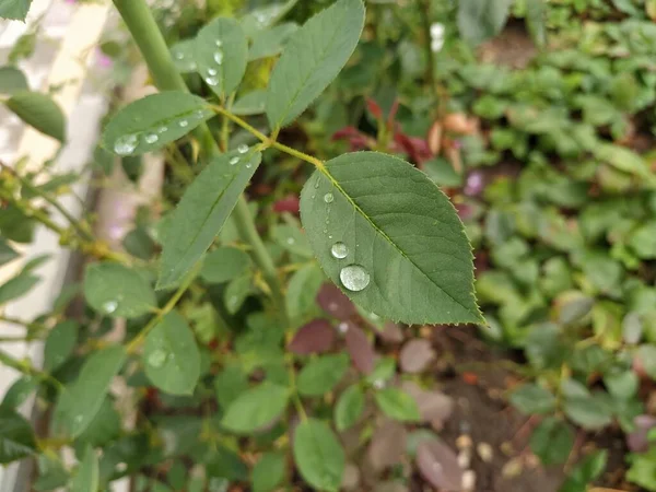 Gül yapraklarına çiy damlaları düşer