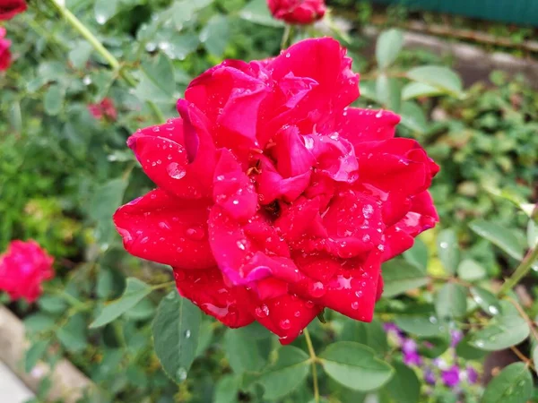 Rose Rouge Dans Jardin Avec Des Gouttes Eau Gros Plan — Photo