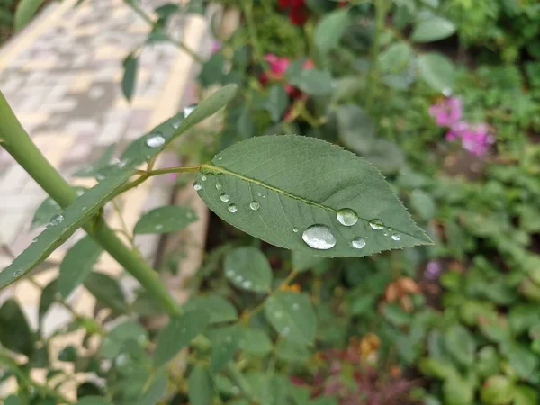 Gül Yapraklarına Çiy Damlaları Düşer — Stok fotoğraf