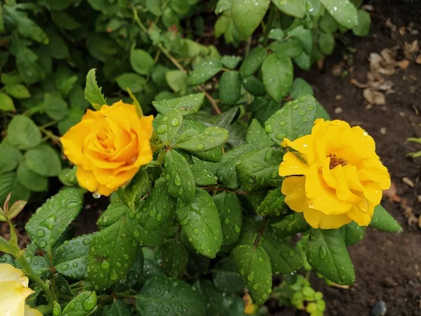 Gelbe Rosen Garten Aus Nächster Nähe — Stockfoto