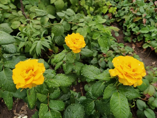 Roses Jaunes Dans Jardin Close — Photo