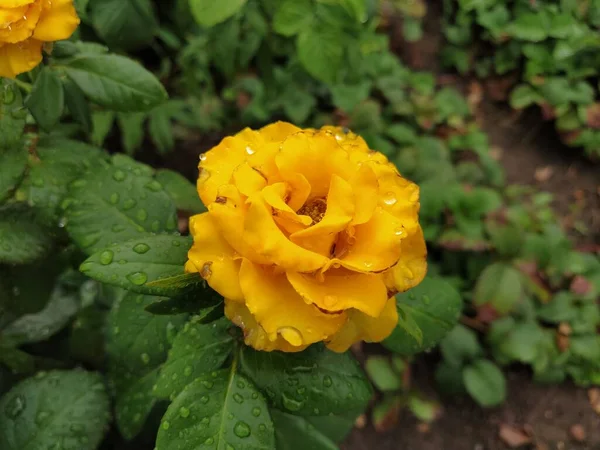 Rose Jaune Dans Jardin Close — Photo