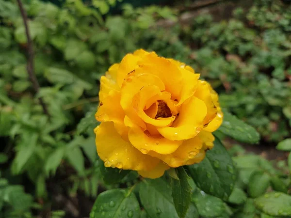 Gelbe Rose Garten Aus Nächster Nähe — Stockfoto