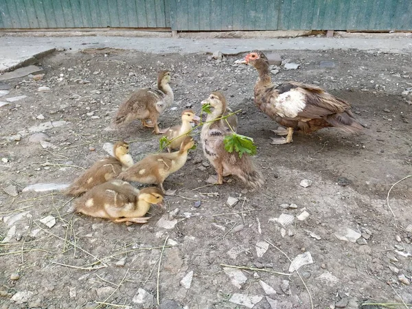 Ducklings Duck Eat Grape Leaves — Stock Photo, Image