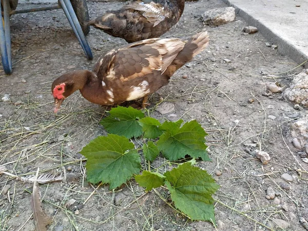 Pato Comer Uma Uva Verde Folhas — Fotografia de Stock