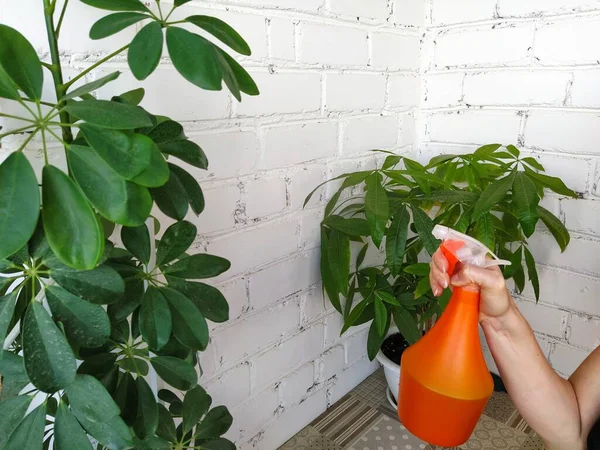 Vrouw Sproeien Van Bladeren Van Planten Thuis — Stockfoto