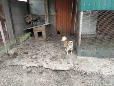 Zincirli bir bekçi köpeği standın yanında duruyor.