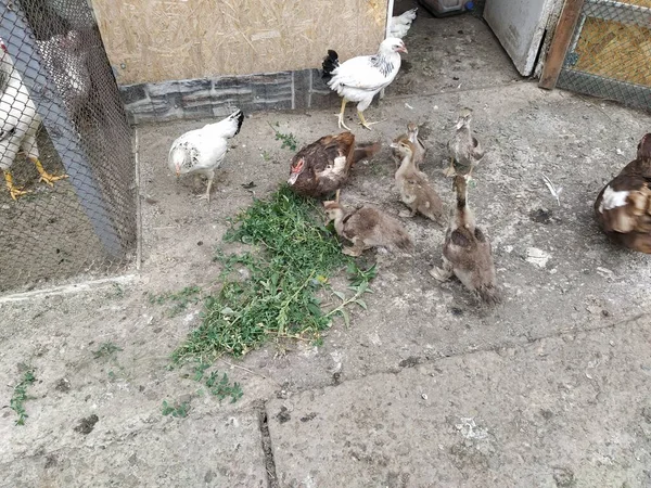 農場の鳥たちが歩き回り 庭で食べる — ストック写真