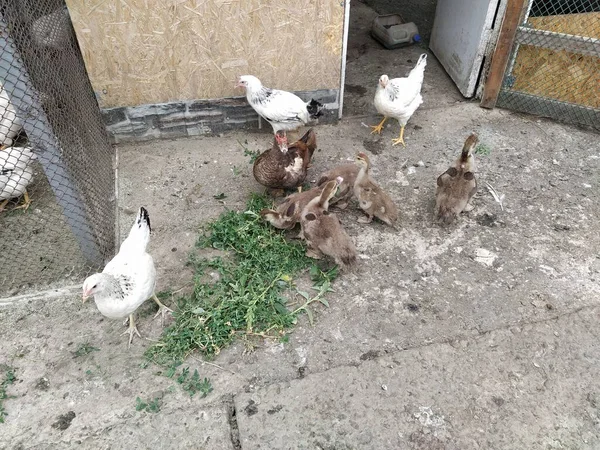 農場の鳥たちが歩き回り 庭で食べる — ストック写真