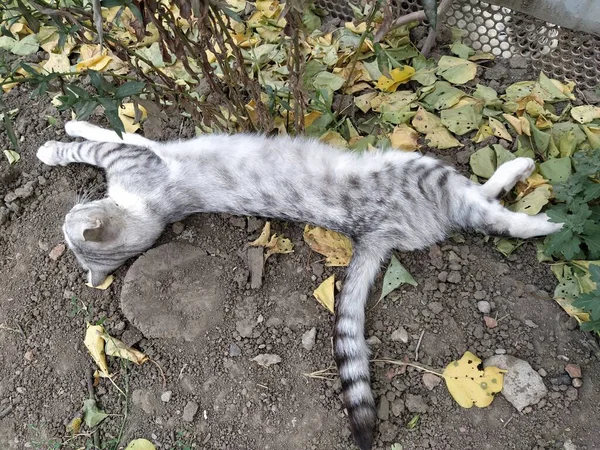 Schlappohr Katze Schläft Garten — Stockfoto