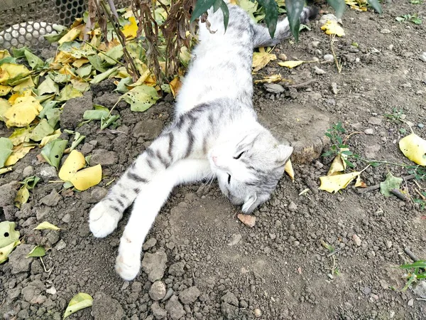 Sarkık Kulaklı Kedi Bahçede Uyuyor — Stok fotoğraf
